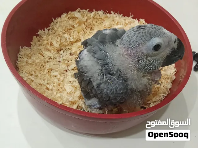 مجموعه طيور وببغاءات