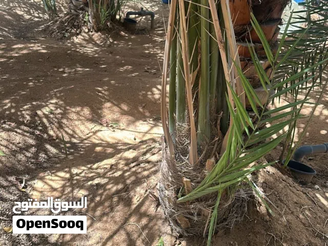 فسائل نخيل متنوعة للبيع 150 درهم