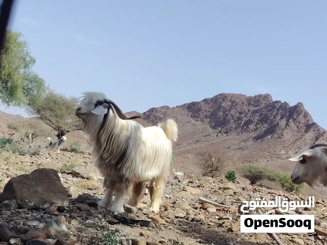 مطلوب أغنام