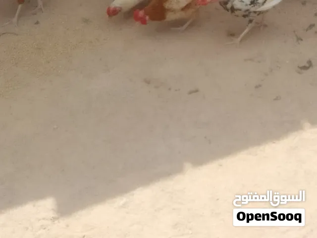 دجاج عربي خمس دجاجات وديك نبارك الله