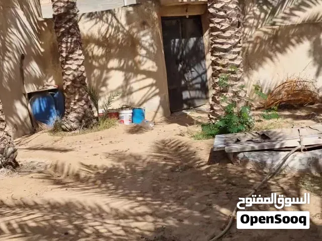 نخل حلاوي للبيع