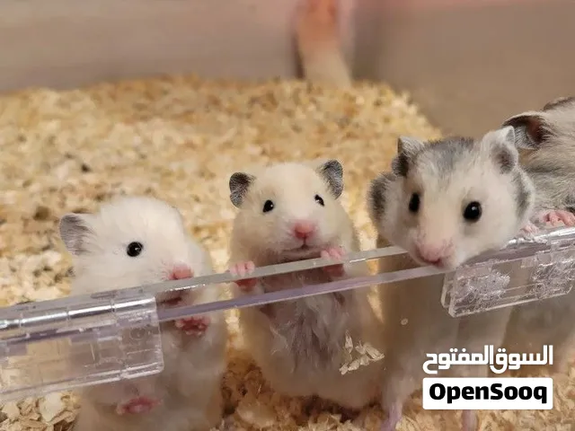هامستر للبيع الثنين ب 5 دنانير فقط (اليفه جدا)