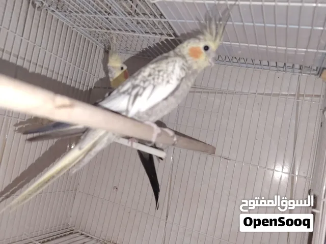 Cocktail Pair very good and healthy female is hand tamed