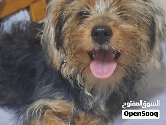 بيور يورك شاير بنت 4 شهور