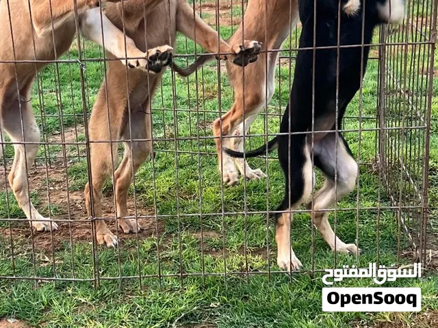 جراء السلوقي العربي الاصلي ( الأهدب )  العمر شهرين