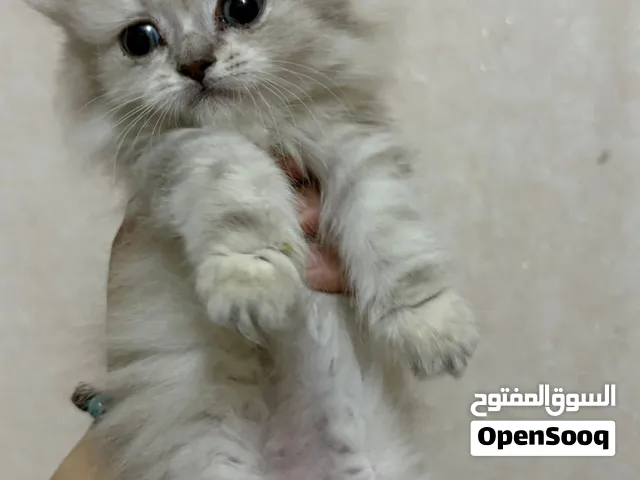 قطط عدد 2 للبيع عمر شهر ونص هجين سكوتش وشيرازي