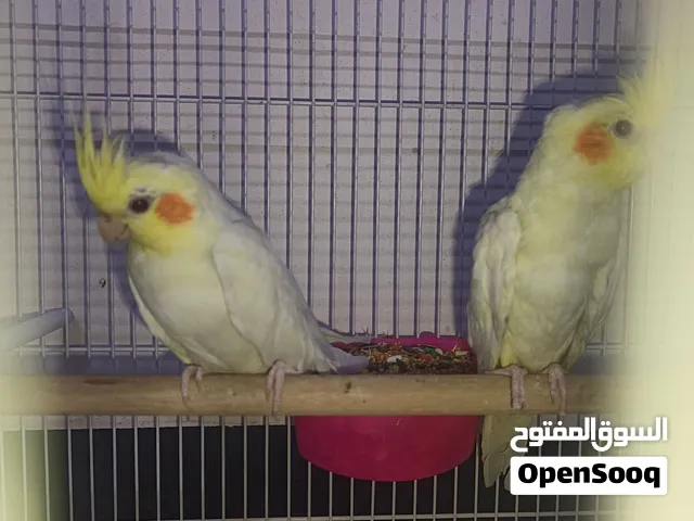 زوج كوكتيل لون شكري شرط الانتاج منتجات قبل الفحل يغرد موسيقى للبيع بدون قفص 75وبيهن مجال
