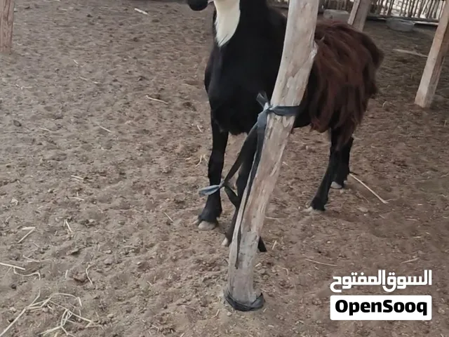 كبش تهجين نجدي