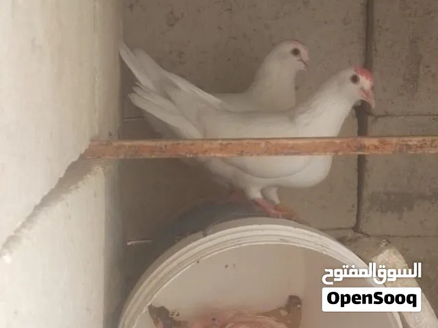 جوز حمام فرنسي بلصلاه على النبي