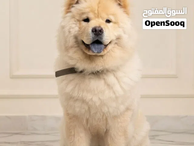 بيلا الأنيقة للبيع