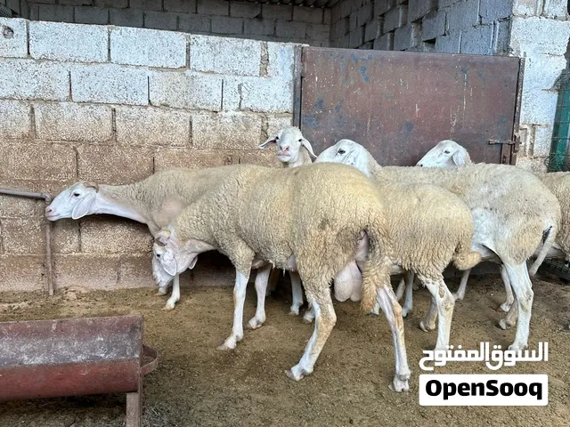 سعي جزئري انعاج اعشار