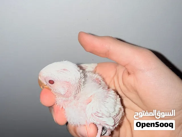للبيع فروخ لوف بيرد عس