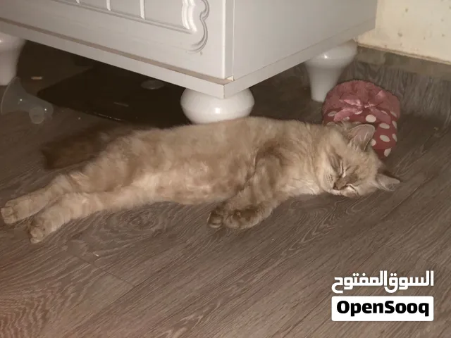 11 دجاجة وفروج عربيات