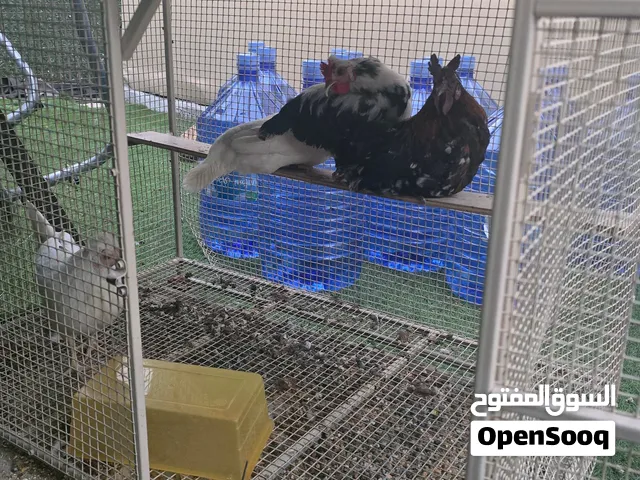 2 ديك 3 دجاج عربي