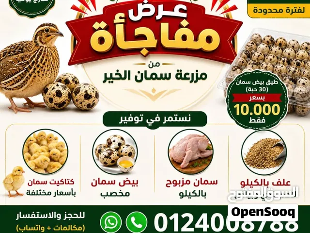 جميع منتجات طائر السمان
