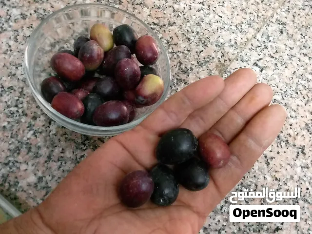 زيتون نخب صلاة النبي