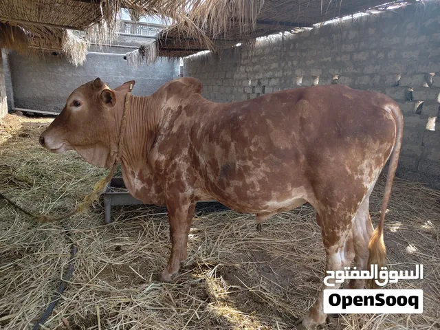 ثور للبيع  . اموره طيبه سمين ما شاء الله