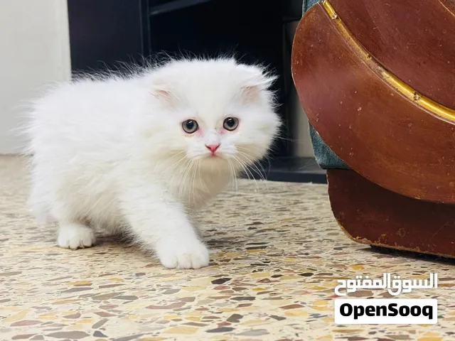 سكوتش فولد كتن ذكر ابيض