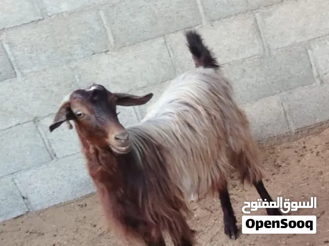 صخله سعيديه والده مره وحده