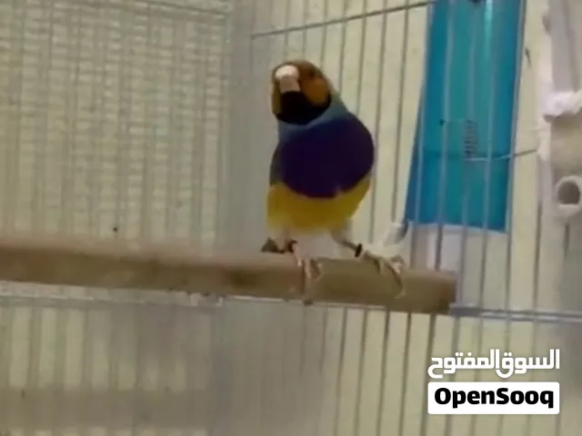 ذكر قولدن جهاز للانتاج