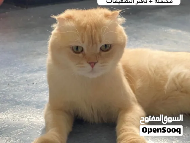 سكوتش فولد للبيع