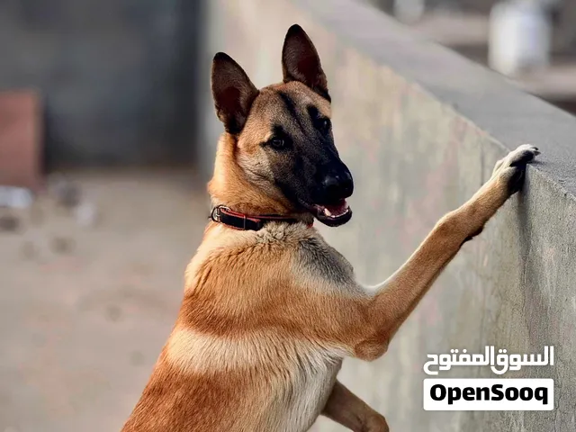 السلام عليكم كلب مالينوا بلجيكي أوامر فل