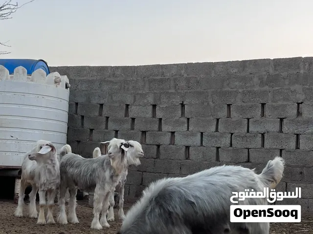 شوهات من حلال الرحوب للبيع باقي التفاصيل في الاستمارة