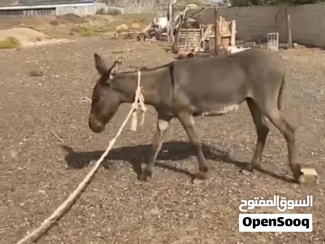 حماره هديه
