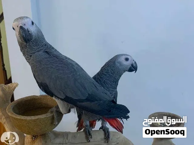 Adorable African Grey Parrots male and females available for new home.
