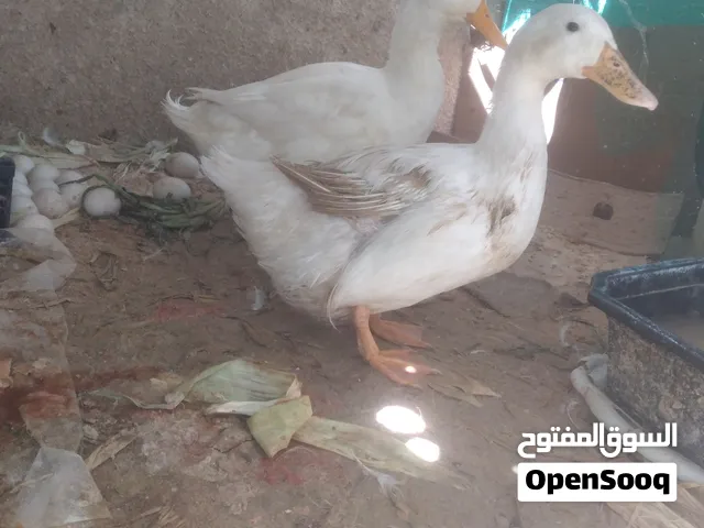 تبديل بط بدجاج