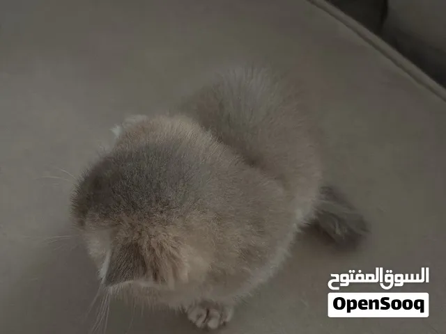 سكوتش بيور عمره 3 شهور