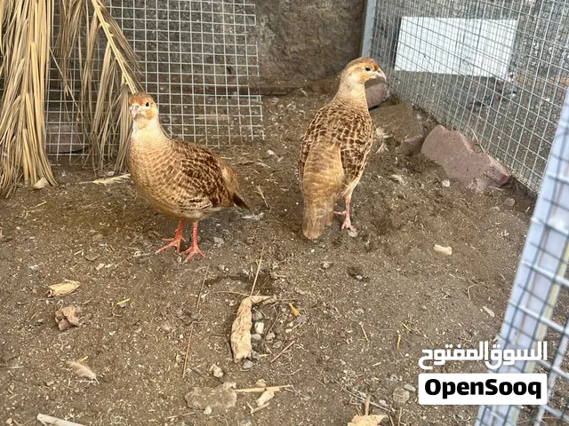 للبيع زوج صفرد باكستاني الاصفر الحجم جامبو زوج منتج مضمون + الانثى