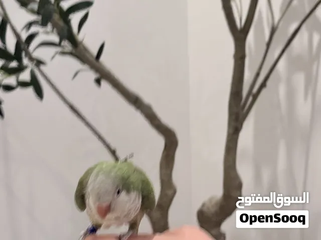 كويكر أليف وبدأ يتكلم للبيع – القطيف