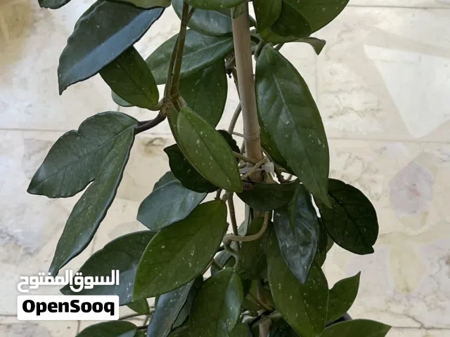 نبتة الشمعة ( الهويا ) + نبتة المسبحة
