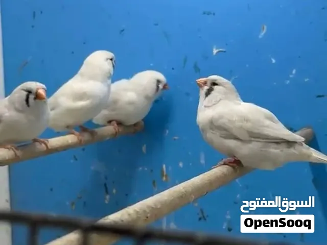 للبيع زوج زيبرا جسنت منتجين مع قفصهم فحلين وانثى