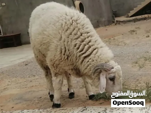 خروف وطني خروف
