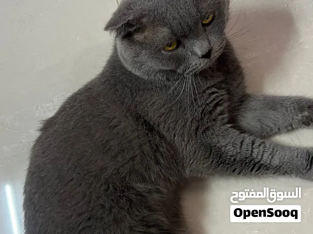 قطط سكوتش للبيع