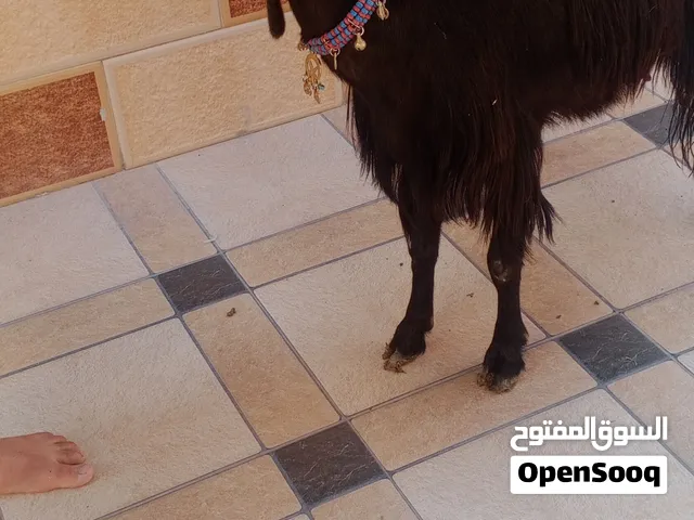 بسم الله ماشاء الله عنز شامية سن جمع نظيف