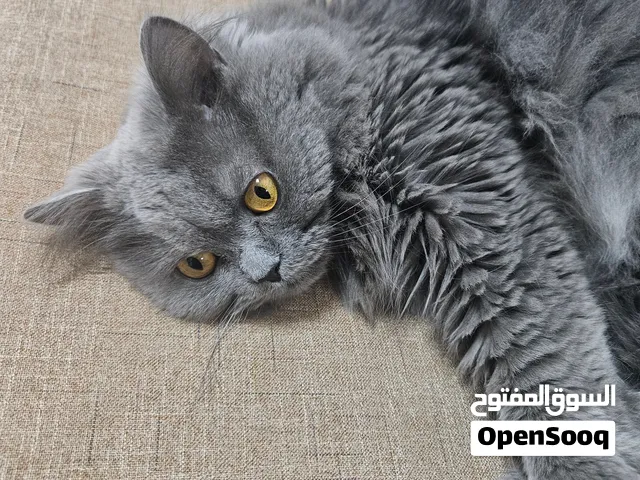 قطوه للتبني مجانن بدون ولا درهم مع مستلزماتها