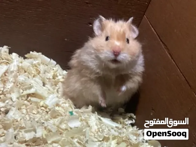 ثنين هامستر ذكر وأنثى عمر شهرين ونص للبيع