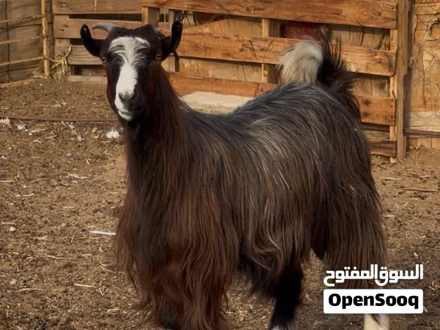 للبيع غنم حلال بني سعيد الصنف القديم حلال طيب