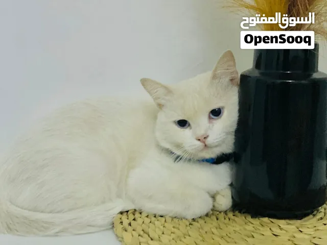 قطة للبيع عين زرقا