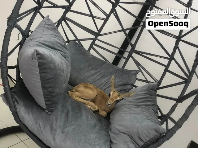 جدي غزال انتاج حضيره