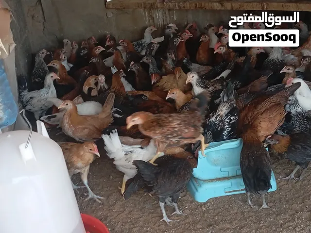 دجاج عماني البيع