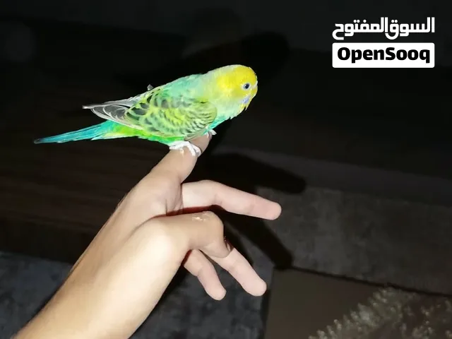 طرف ذكر بقلينو للبيع  المواصفات: مروض ترويض داخلي