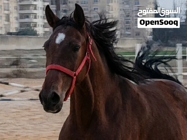 فرس قفز بطولات