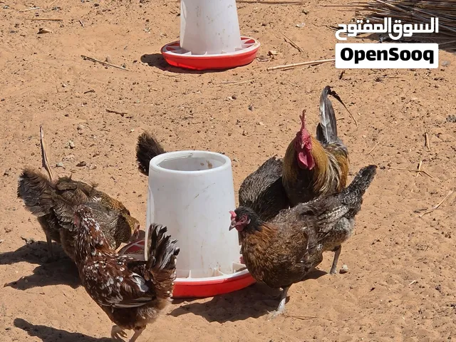 28دجاجه و 5ديوك