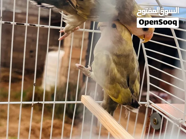 كوبيه روز اقرا الوصف