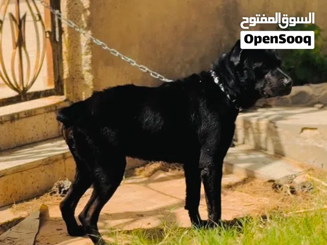 كلب رود للبيع