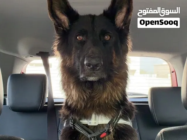 جيرمن انثي
